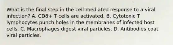 What is the final step in the cell-mediated response to a viral infection? A. CD8+ T cells are activated. B. Cytotoxic T lymphocytes punch holes in the membranes of infected host cells. C. Macrophages digest viral particles. D. Antibodies coat viral particles.