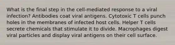 What is the final step in the cell-mediated response to a viral infection? Antibodies coat viral antigens. Cytotoxic T cells punch holes in the membranes of infected host cells. Helper T cells secrete chemicals that stimulate it to divide. Macrophages digest viral particles and display viral antigens on their cell surface.