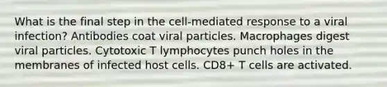 What is the final step in the cell-mediated response to a viral infection? Antibodies coat viral particles. Macrophages digest viral particles. Cytotoxic T lymphocytes punch holes in the membranes of infected host cells. CD8+ T cells are activated.