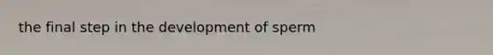 the final step in the development of sperm