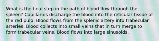 What is the final step in the path of blood flow through the spleen? Capillaries discharge the blood into the reticular tissue of the red pulp. Blood flows from the splenic artery into trabecular arteries. Blood collects into small veins that in turn merge to form trabecular veins. Blood flows into large sinusoids.