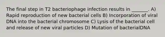 The final step in T2 bacteriophage infection results in _______. A) Rapid reproduction of new bacterial cells B) Incorporation of viral DNA into the bacterial chromosome C) Lysis of the bacterial cell and release of new viral particles D) Mutation of bacterialDNA