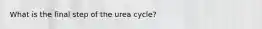 What is the final step of the urea cycle?