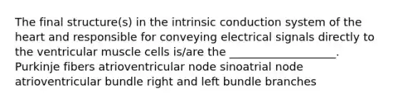 The final structure(s) in the intrinsic conduction system of the heart and responsible for conveying electrical signals directly to the ventricular muscle cells is/are the ___________________. Purkinje fibers atrioventricular node sinoatrial node atrioventricular bundle right and left bundle branches