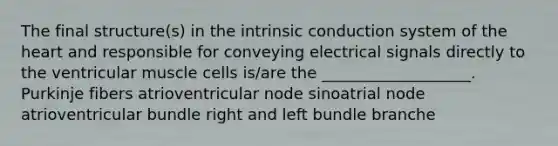 The final structure(s) in the intrinsic conduction system of the heart and responsible for conveying electrical signals directly to the ventricular muscle cells is/are the ___________________. Purkinje fibers atrioventricular node sinoatrial node atrioventricular bundle right and left bundle branche