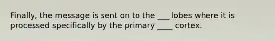 Finally, the message is sent on to the ___ lobes where it is processed specifically by the primary ____ cortex.