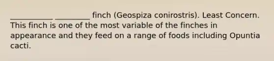 ___________ _________ finch (Geospiza conirostris). Least Concern. This finch is one of the most variable of the finches in appearance and they feed on a range of foods including Opuntia cacti.