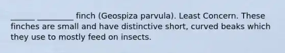 ______ _________ finch (Geospiza parvula). Least Concern. These finches are small and have distinctive short, curved beaks which they use to mostly feed on insects.