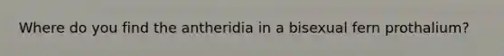 Where do you find the antheridia in a bisexual fern prothalium?