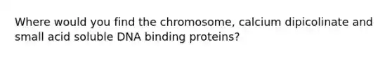 Where would you find the chromosome, calcium dipicolinate and small acid soluble DNA binding proteins?