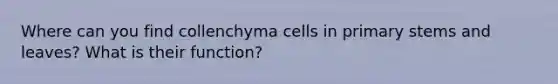 Where can you find collenchyma cells in primary stems and leaves? What is their function?