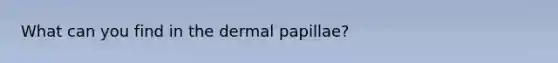 What can you find in the dermal papillae?