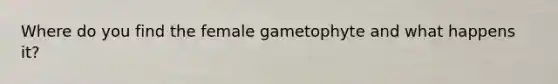 Where do you find the female gametophyte and what happens it?