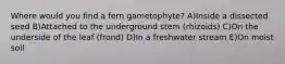 Where would you find a fern gametophyte? A)Inside a dissected seed B)Attached to the underground stem (rhizoids) C)On the underside of the leaf (frond) D)In a freshwater stream E)On moist soil