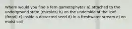 Where would you find a fern gametophyte? a) attached to the underground stem (rhizoids) b) on the underside of the leaf (frond) c) inside a dissected seed d) in a freshwater stream e) on moist soil