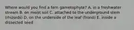 Where would you find a fern gametophyte? A. in a freshwater stream B. on moist soil C. attached to the underground stem (rhizoids) D. on the underside of the leaf (frond) E. inside a dissected seed