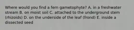 Where would you find a fern gametophyte? A. in a freshwater stream B. on moist soil C. attached to the underground stem (rhizoids) D. on the underside of the leaf (frond) E. inside a dissected seed