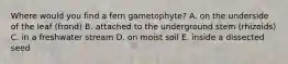 Where would you find a fern gametophyte? A. on the underside of the leaf (frond) B. attached to the underground stem (rhizoids) C. in a freshwater stream D. on moist soil E. inside a dissected seed