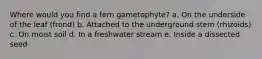 Where would you find a fern gametophyte? a. On the underside of the leaf (frond) b. Attached to the underground stem (rhizoids) c. On moist soil d. In a freshwater stream e. Inside a dissected seed