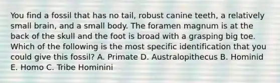 You find a fossil that has no tail, robust canine teeth, a relatively small brain, and a small body. The foramen magnum is at the back of the skull and the foot is broad with a grasping big toe. Which of the following is the most specific identification that you could give this fossil? A. Primate D. Australopithecus B. Hominid E. Homo C. Tribe Hominini