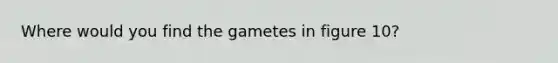 Where would you find the gametes in figure 10?