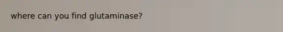 where can you find glutaminase?