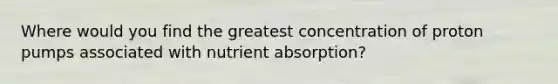 Where would you find the greatest concentration of proton pumps associated with nutrient absorption?