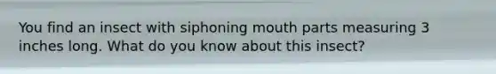 You find an insect with siphoning mouth parts measuring 3 inches long. What do you know about this insect?
