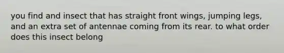 you find and insect that has straight front wings, jumping legs, and an extra set of antennae coming from its rear. to what order does this insect belong