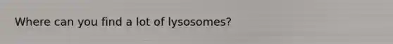 Where can you find a lot of lysosomes?