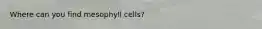 Where can you find mesophyll cells?