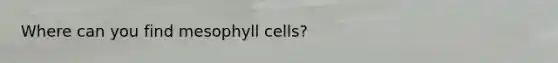 Where can you find mesophyll cells?