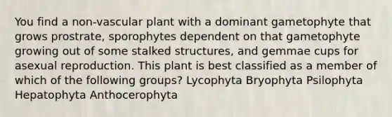 You find a non-vascular plant with a dominant gametophyte that grows prostrate, sporophytes dependent on that gametophyte growing out of some stalked structures, and gemmae cups for asexual reproduction. This plant is best classified as a member of which of the following groups? Lycophyta Bryophyta Psilophyta Hepatophyta Anthocerophyta