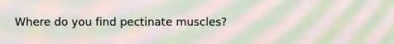 Where do you find pectinate muscles?