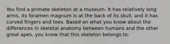 You find a primate skeleton at a museum. It has relatively long arms, its foramen magnum is at the back of its skull, and it has curved fingers and toes. Based on what you know about the differences in skeletal anatomy between humans and the other great apes, you know that this skeleton belongs to: