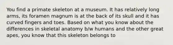 You find a primate skeleton at a museum. It has relatively long arms, its foramen magnum is at the back of its skull and it has curved fingers and toes. Based on what you know about the differences in skeletal anatomy b/w humans and the other great apes, you know that this skeleton belongs to