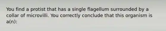 You find a protist that has a single flagellum surrounded by a collar of microvilli. You correctly conclude that this organism is a(n):