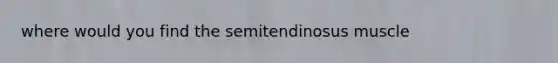 where would you find the semitendinosus muscle