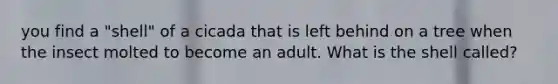 you find a "shell" of a cicada that is left behind on a tree when the insect molted to become an adult. What is the shell called?