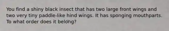 You find a shiny black insect that has two large front wings and two very tiny paddle-like hind wings. It has sponging mouthparts. To what order does it belong?