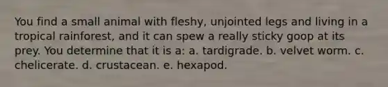 You find a small animal with fleshy, unjointed legs and living in a tropical rainforest, and it can spew a really sticky goop at its prey. You determine that it is a: a. tardigrade. b. velvet worm. c. chelicerate. d. crustacean. e. hexapod.