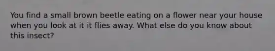 You find a small brown beetle eating on a flower near your house when you look at it it flies away. What else do you know about this insect?