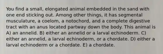 You find a small, elongated animal embedded in the sand with one end sticking out. Among other things, it has segmental musculature, a coelom, a notochord, and a complete digestive tract with an anus located partway down the body. This animal is A) an annelid. B) either an annelid or a larval echinoderm. C) either an annelid, a larval echinoderm, or a chordate. D) either a larval echinoderm or a chordate. E) a chordate.