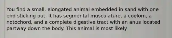 You find a small, elongated animal embedded in sand with one end sticking out. It has segmental musculature, a coelom, a notochord, and a complete digestive tract with an anus located partway down the body. This animal is most likely