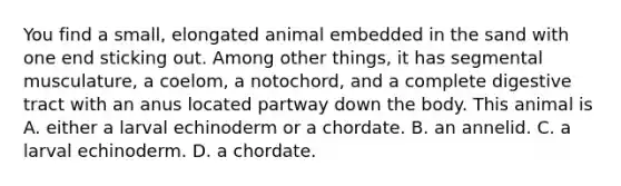 You find a small, elongated animal embedded in the sand with one end sticking out. Among other things, it has segmental musculature, a coelom, a notochord, and a complete digestive tract with an anus located partway down the body. This animal is A. either a larval echinoderm or a chordate. B. an annelid. C. a larval echinoderm. D. a chordate.