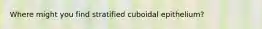 Where might you find stratified cuboidal epithelium?