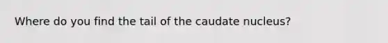 Where do you find the tail of the caudate nucleus?