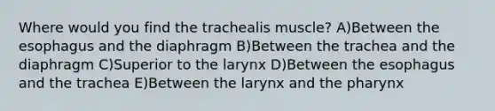 Where would you find the trachealis muscle? A)Between the esophagus and the diaphragm B)Between the trachea and the diaphragm C)Superior to the larynx D)Between the esophagus and the trachea E)Between the larynx and the pharynx