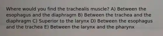 Where would you find the trachealis muscle? A) Between the esophagus and the diaphragm B) Between the trachea and the diaphragm C) Superior to the larynx D) Between the esophagus and the trachea E) Between the larynx and the pharynx