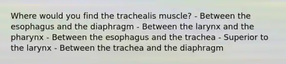 Where would you find the trachealis muscle? - Between the esophagus and the diaphragm - Between the larynx and the pharynx - Between the esophagus and the trachea - Superior to the larynx - Between the trachea and the diaphragm